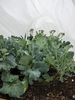 GSC GardenQuilt Cover