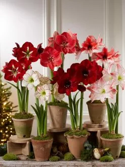 GSC Premium Amaryllis Bulb