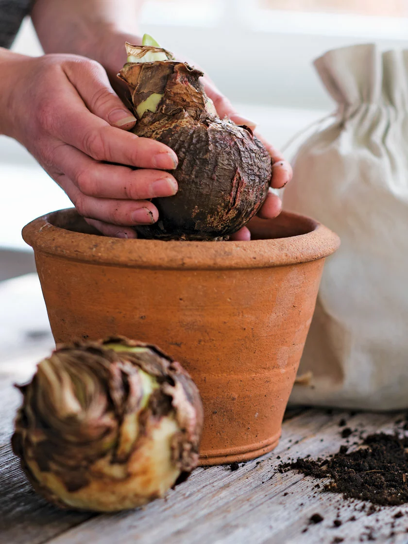 GSC Amaryllis Planting Kit - Image 8