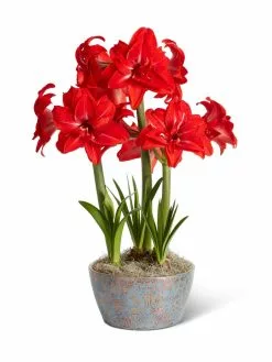 GSC Double Delicious Potted Amaryllis Trio