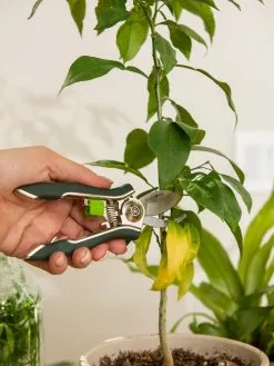 GSC Houseplant Pruner