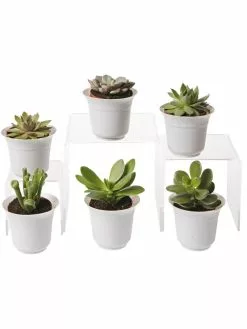 GSC Succulent Terrarium Plant Collection, Set Of 6