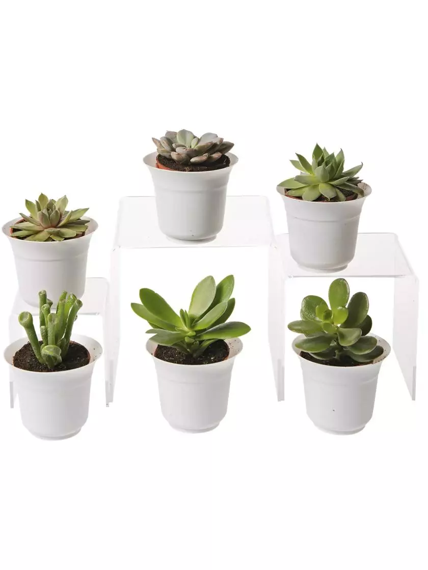 GSC Succulent Terrarium Plant Collection, Set Of 6
