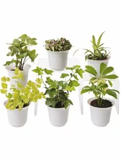 GSC Low Light Terrarium Plant Collection, Set Of 6
