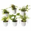 GSC Fern Terrarium Plant Collection, Set Of 6