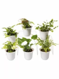 GSC Fern Terrarium Plant Collection, Set Of 6