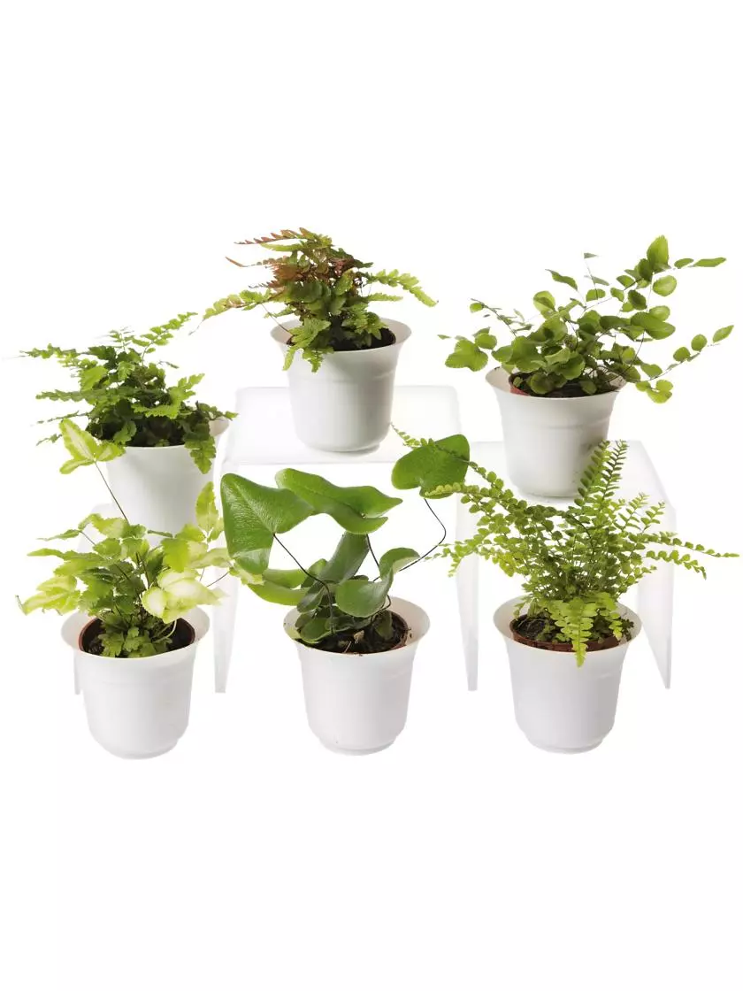 GSC Fern Terrarium Plant Collection, Set Of 6