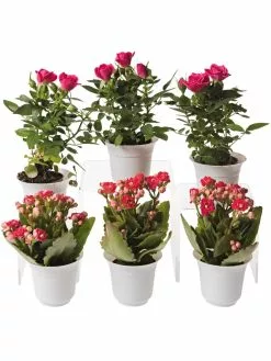 GSC Flowering Terrarium Plant Collection, Set Of 6