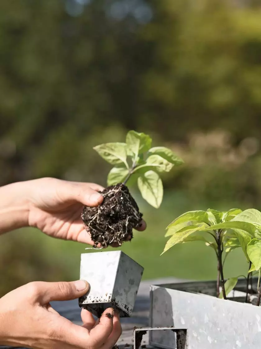 GSC Galvanized Seed Starting Tray - Image 4