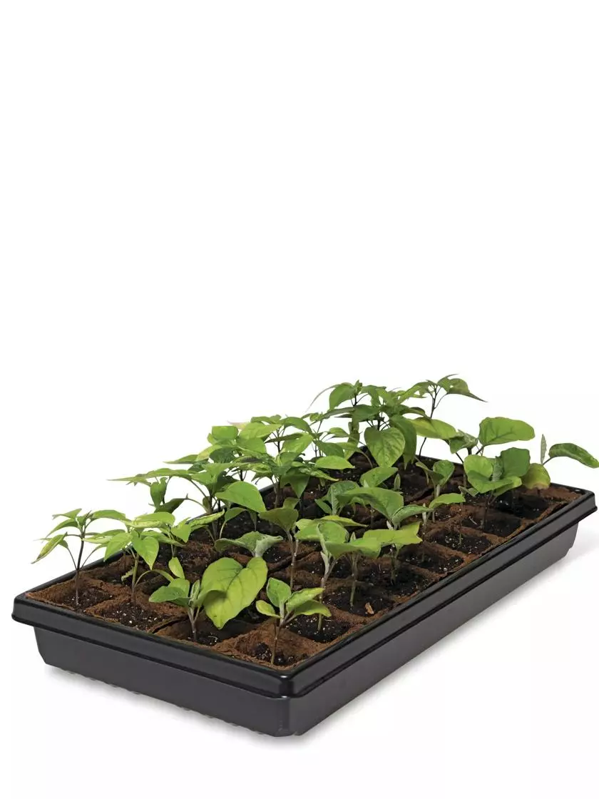GSC 2” Square Biodegradable Pots And Tray Set - Image 2