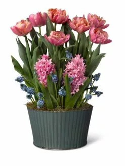 GSC Mother's Day Bloom Bulb Garden