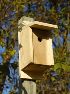 GSC Eastern Bluebird Joy Box Bird House