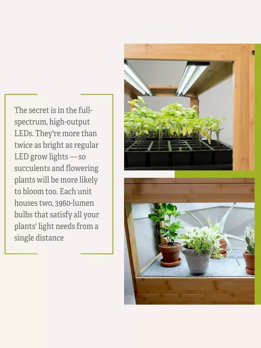 GSC Bamboo LED Grow Light Garden For Succulents And Seeds - Image 10