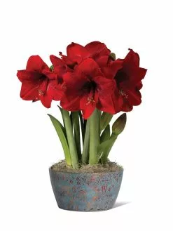 GSC Sweet Delight Bulb Garden