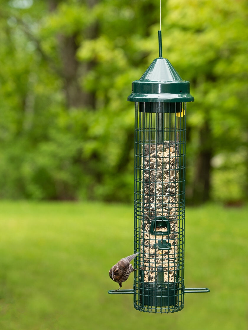 GSC Brome® Squirrel Buster™ Classic Bird Feeder