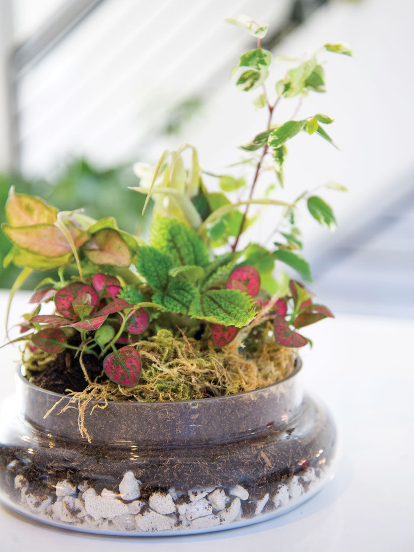 GSC Cloche Terrarium Kit Medium - Image 2