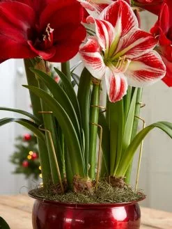 GSC Adjustable Amaryllis Stakes, Set Of 3