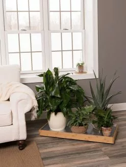 GSC Bamboo Rolling Plant Tray