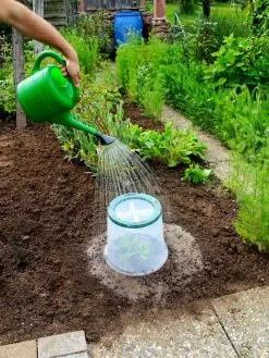 GSC Sunny Forcing Cloches, Set Of 3