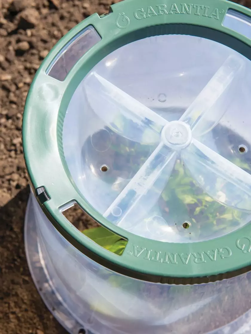 GSC Sunny Forcing Cloches, Set Of 3 - Image 4