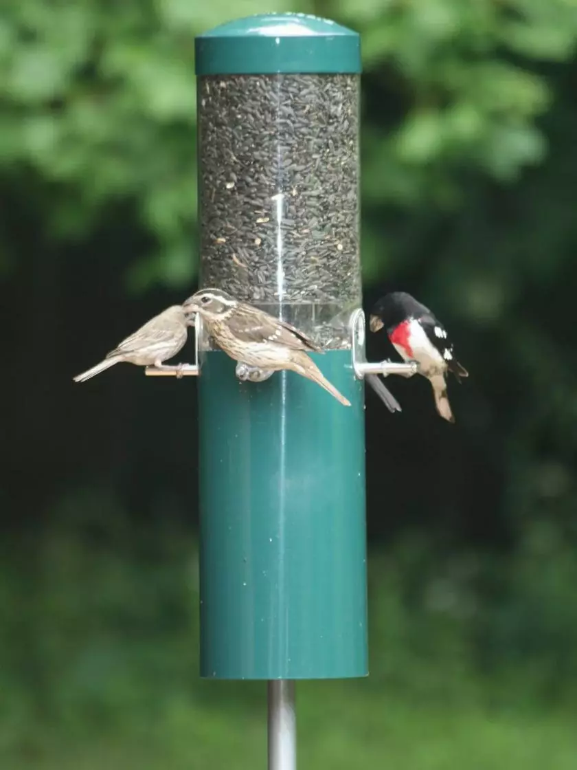 GSC Birds Choice™ Feeder With Squirrel Baffle & Pole