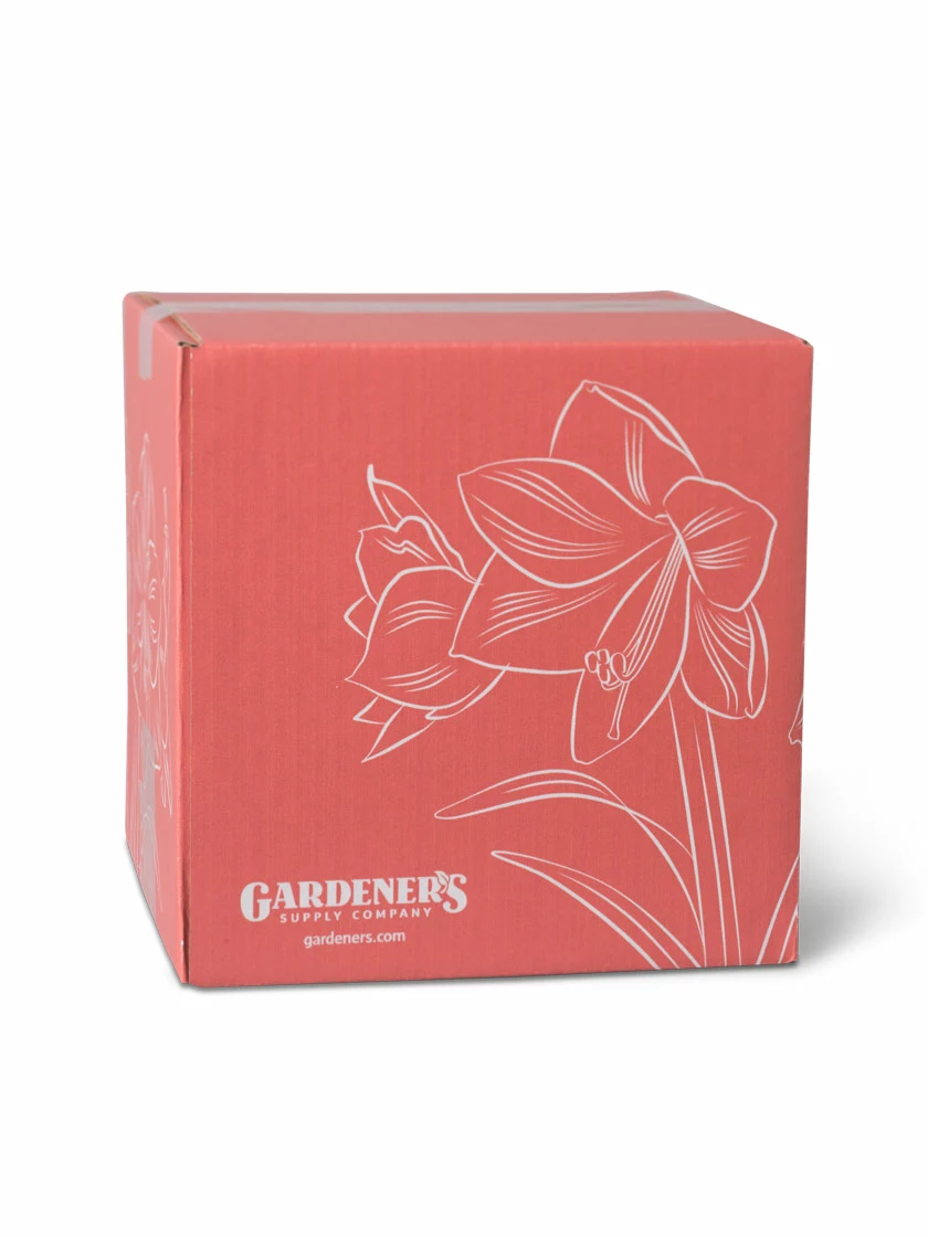 GSC Amaryllis Planting Kit - Image 5