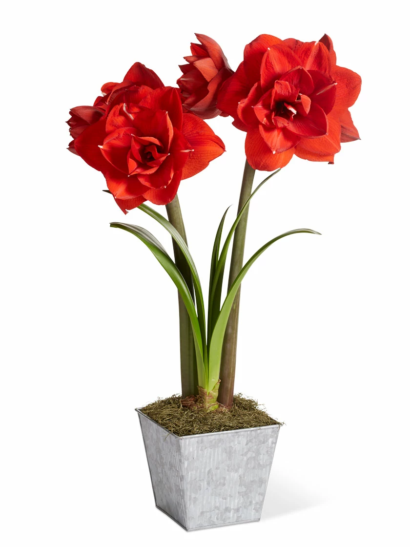 GSC Amaryllis Planting Kit - Image 7