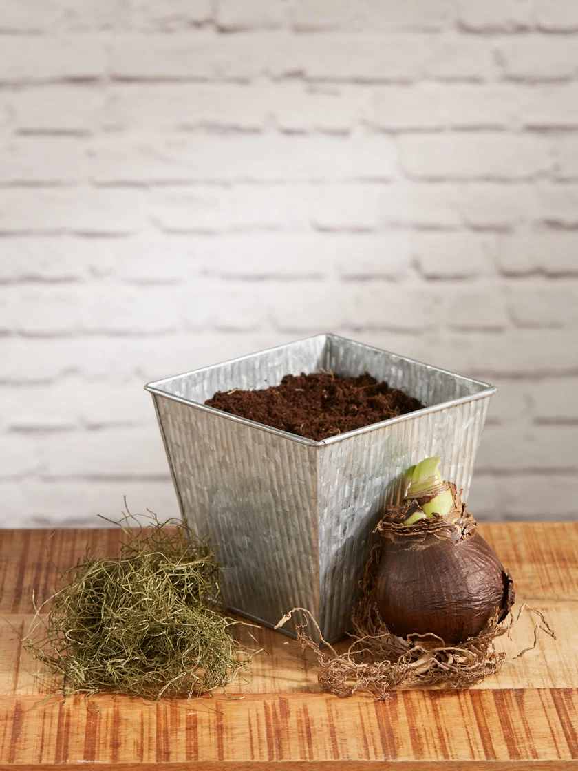 GSC Amaryllis Planting Kit - Image 6