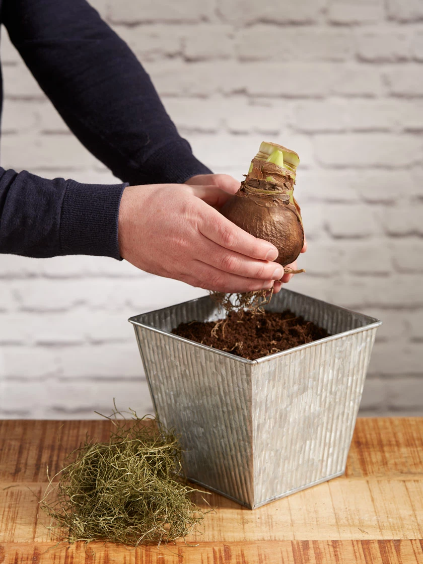 GSC Amaryllis Planting Kit - Image 3