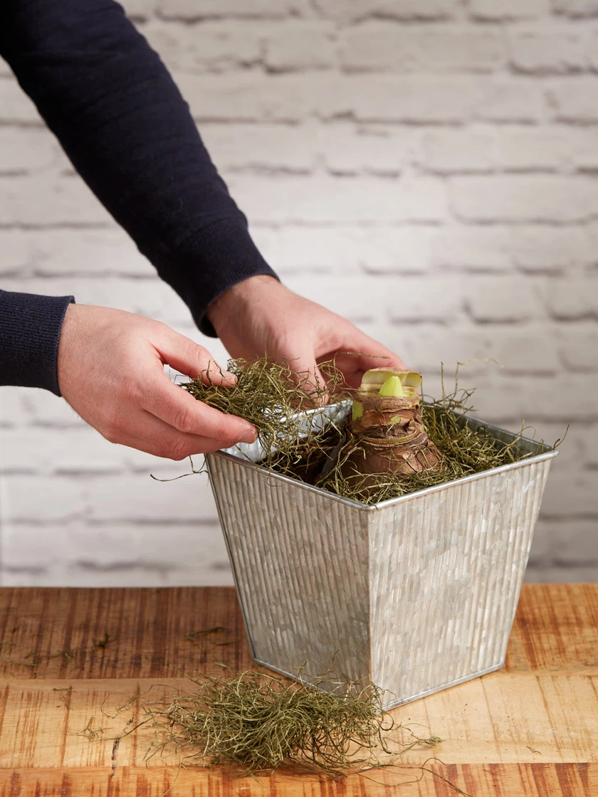 GSC Amaryllis Planting Kit - Image 4