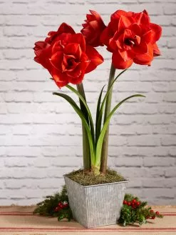 GSC Amaryllis Planting Kit