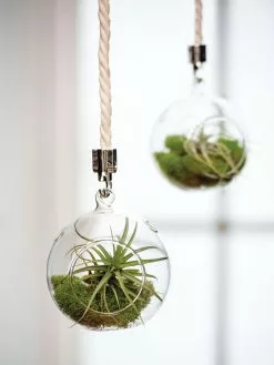 GSC Mini Blown-Glass Hanging Terrarium, Set Of 2
