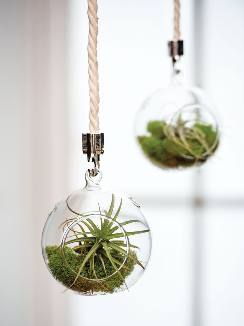 GSC Mini Blown-Glass Hanging Terrarium, Set Of 2