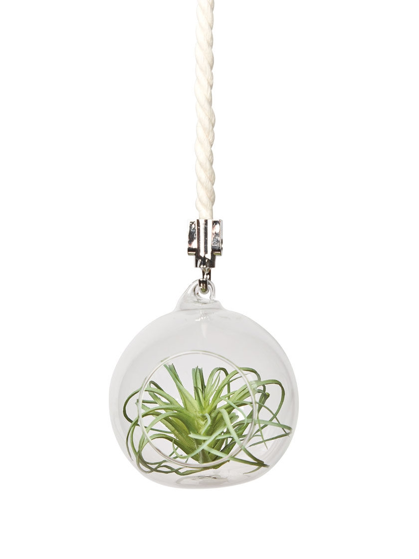 GSC Mini Blown-Glass Hanging Terrarium, Set Of 2 - Image 2