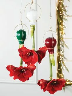 GSC Waxed Amaryllis Brass Hangers, Set Of 3