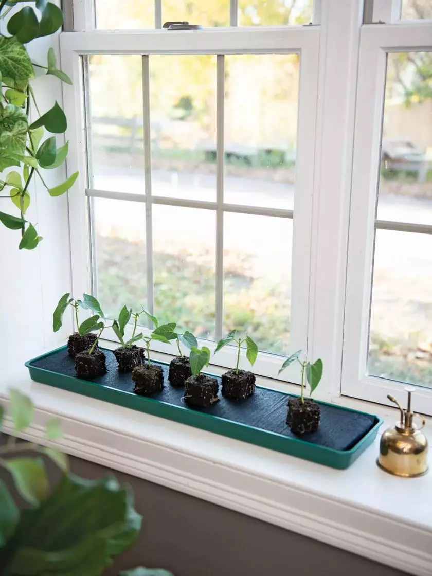 GSC Self-Watering Windowsill Tray