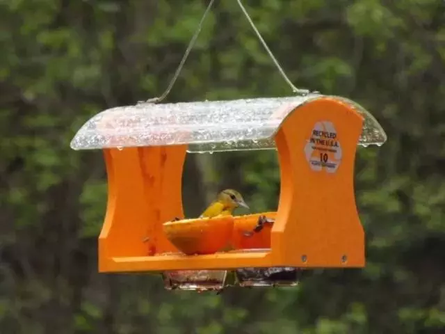 GSC Birds Choice™ Oriole Feeder - Image 2