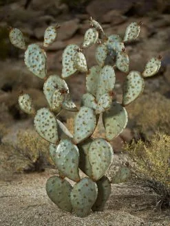 GSC Desert Steel Prickly Pear Cactus Sculpture, Grande