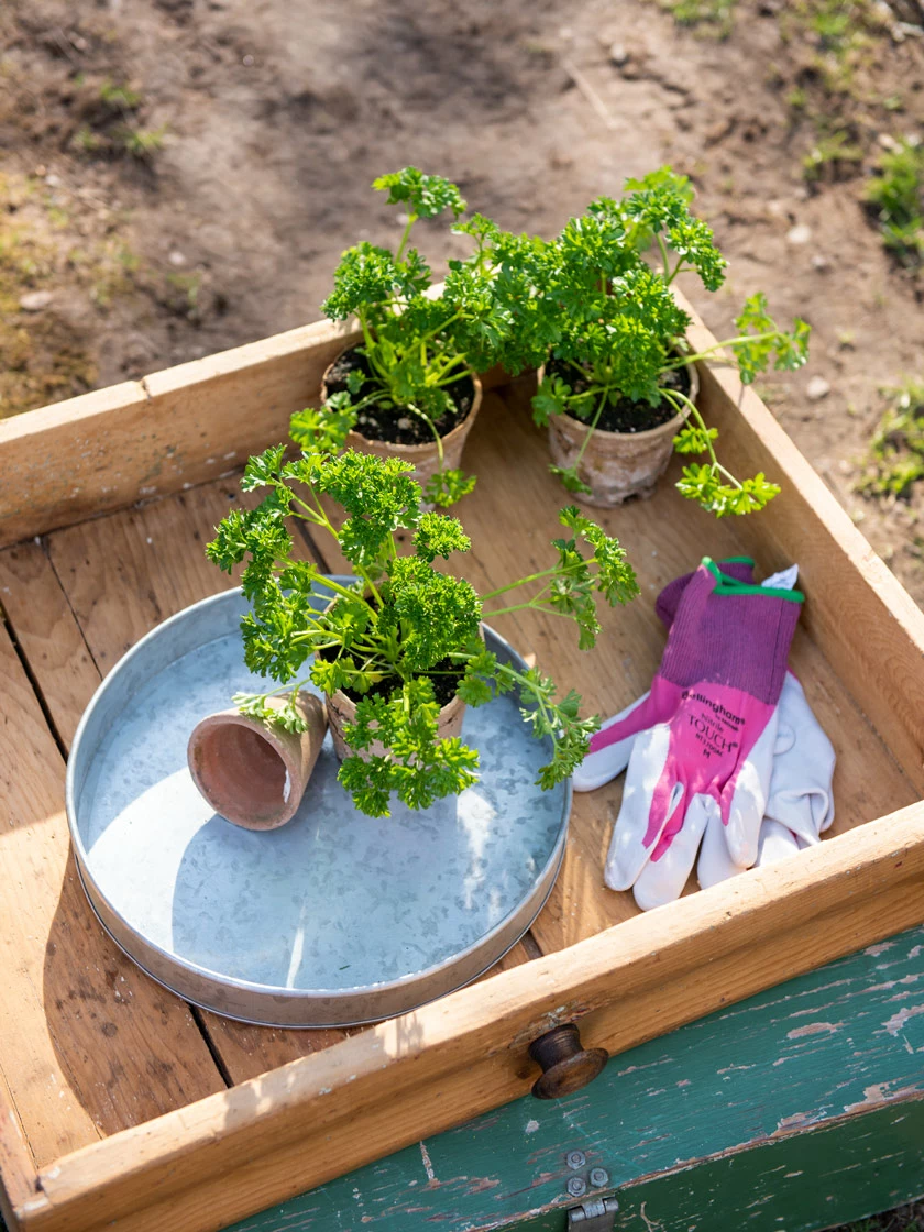 GSC Galvanized Tray Round, 11" - Image 2