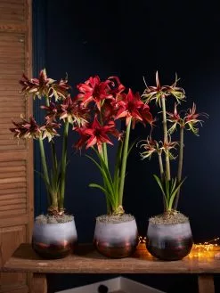 GSC Cybister Potted Amaryllis