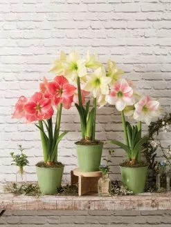 GSC Star Potted Amaryllis