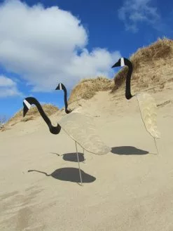 GSC Florida Dancing Birds®, Canada Goose