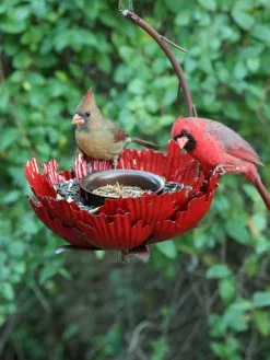 GSC Desert Steel Sunset Peony Bird Feeder