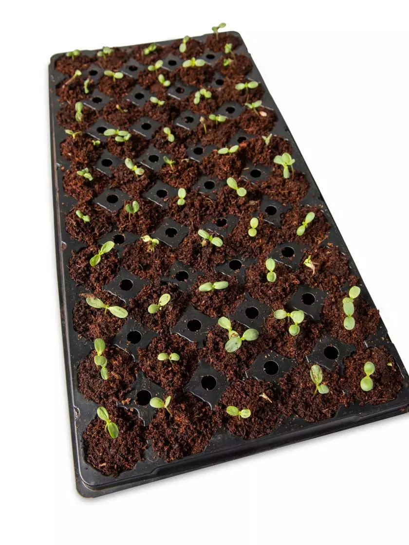 GSC Coco Coir Seed Starting Discs And Tray - Image 2