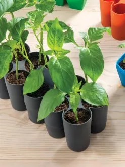 GSC Sili-Seedlings® Seedling Tray, 10-Cell