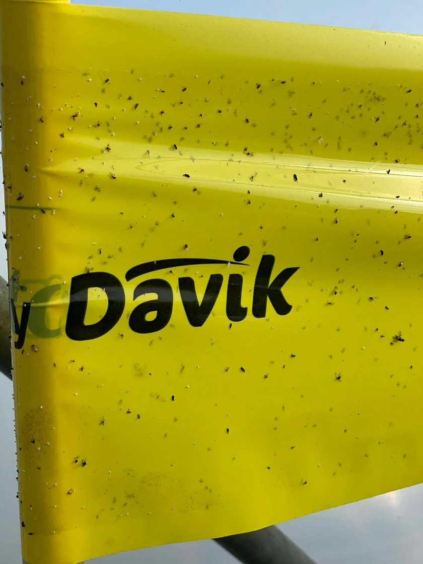 GSC Catchy Natural Greenhouse Pest Protection Sticky Roll, 30’ - Image 4