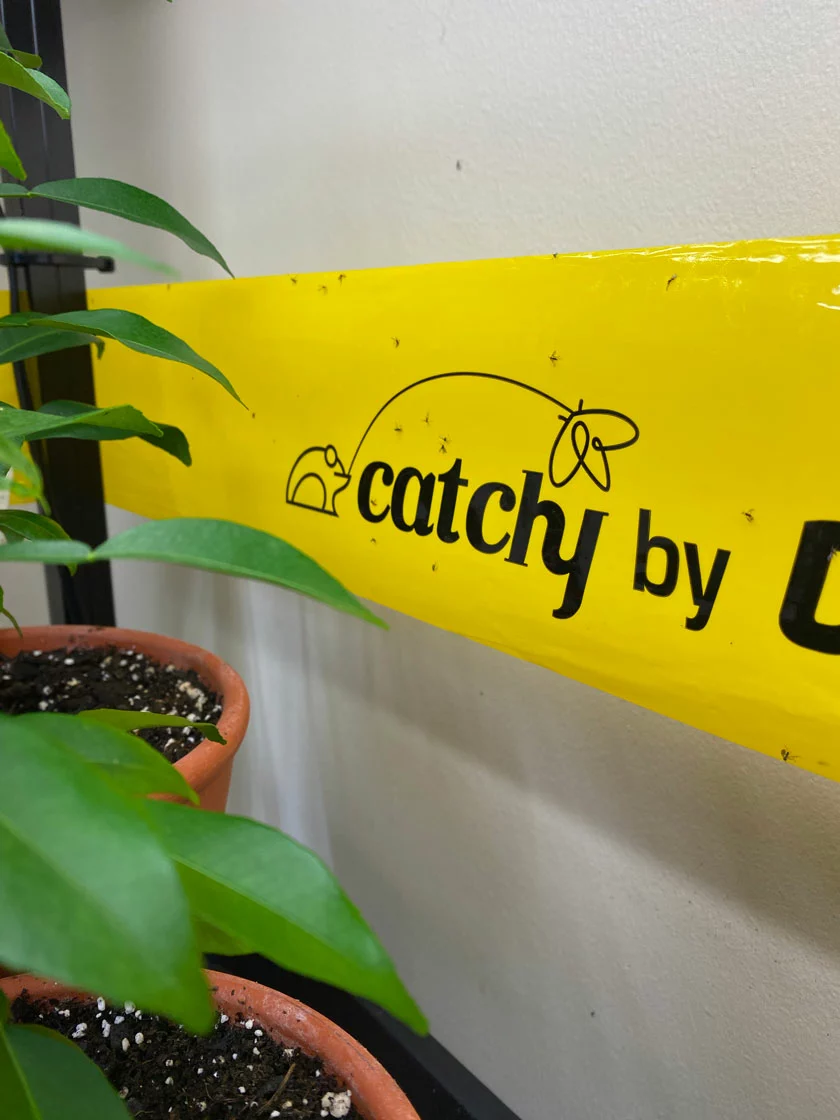 GSC Catchy Natural Greenhouse Pest Protection Sticky Roll, 30’