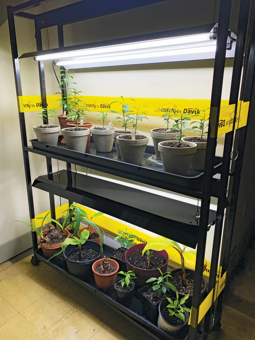 GSC Catchy Natural Greenhouse Pest Protection Sticky Roll, 30’ - Image 2