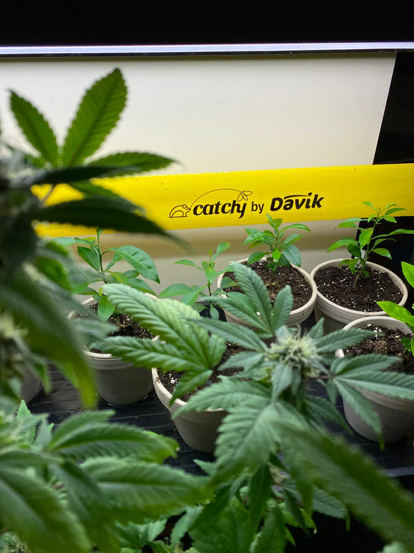 GSC Catchy Natural Greenhouse Pest Protection Sticky Roll, 30’ - Image 3