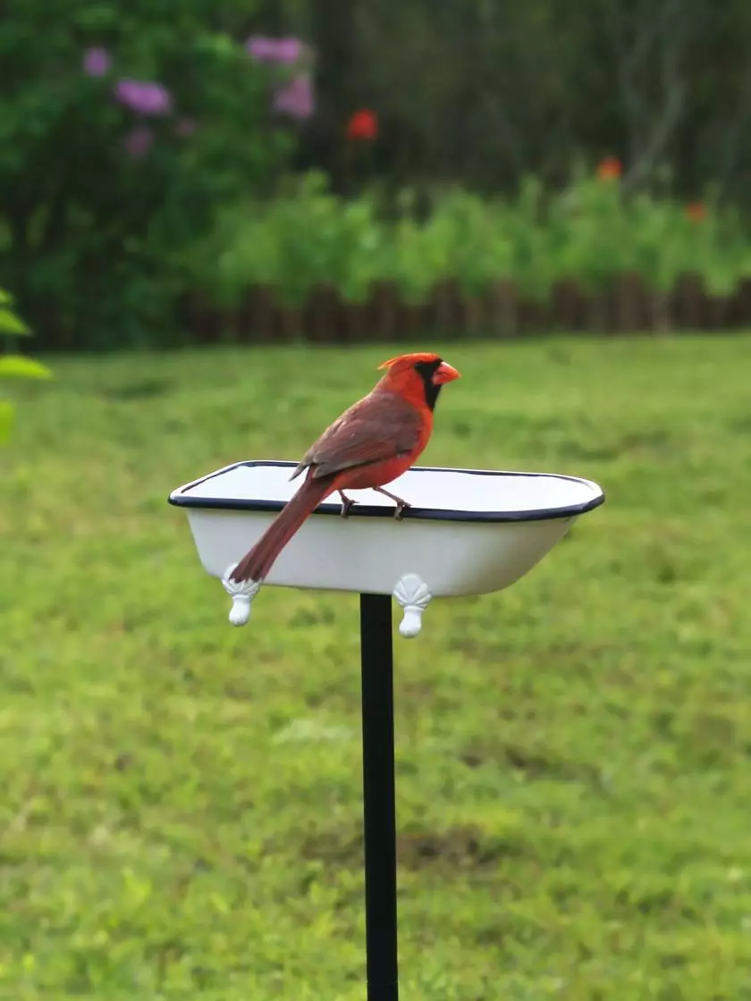 GSC White Enamel Bathtub Birdbath